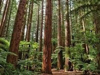 ファカレワレワ・レッドウッドフォレスト・ロトルア